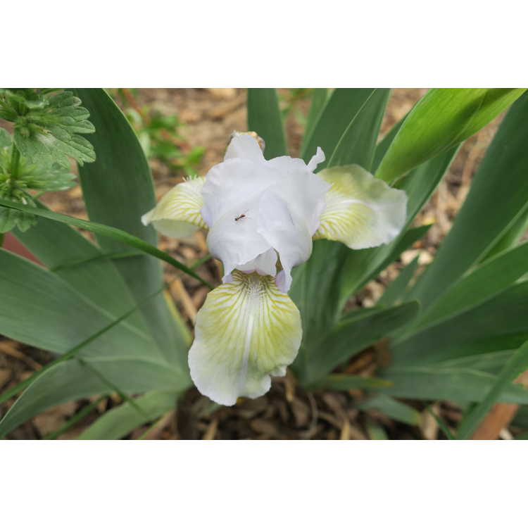 Iris Frosted Olive