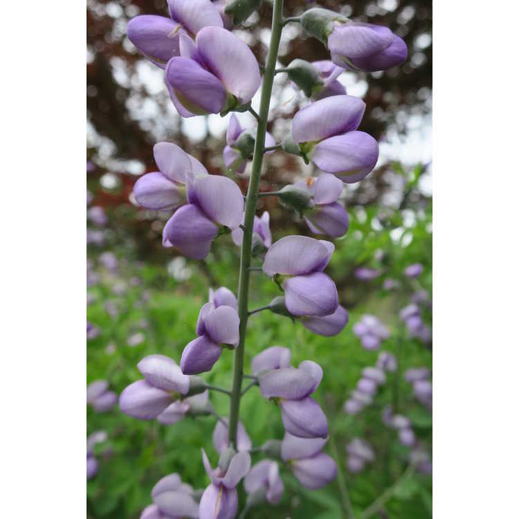 Baptisia 'Purple Smoke' - purple wild-indigo