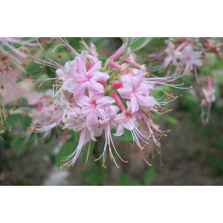 Rhododendron Camillas Blush