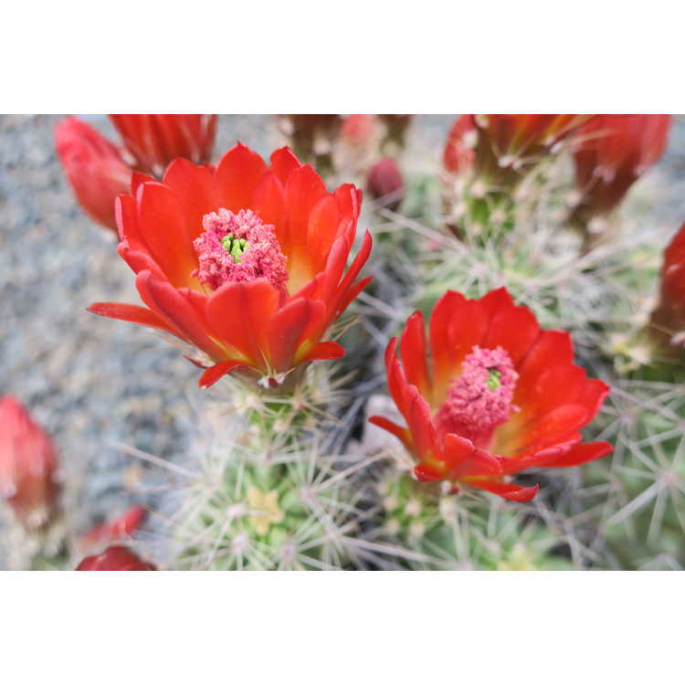 Echinocereus coccineus - scarlet hedgehog cactus