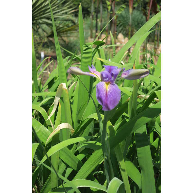 Iris 'King Creole' - Louisiana iris