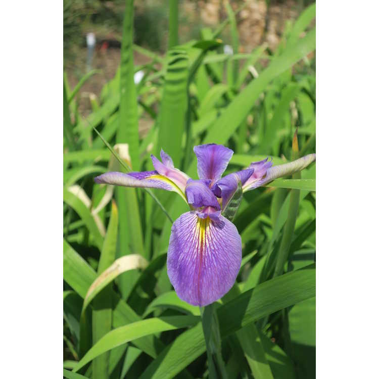 Iris 'King Creole' - Louisiana iris