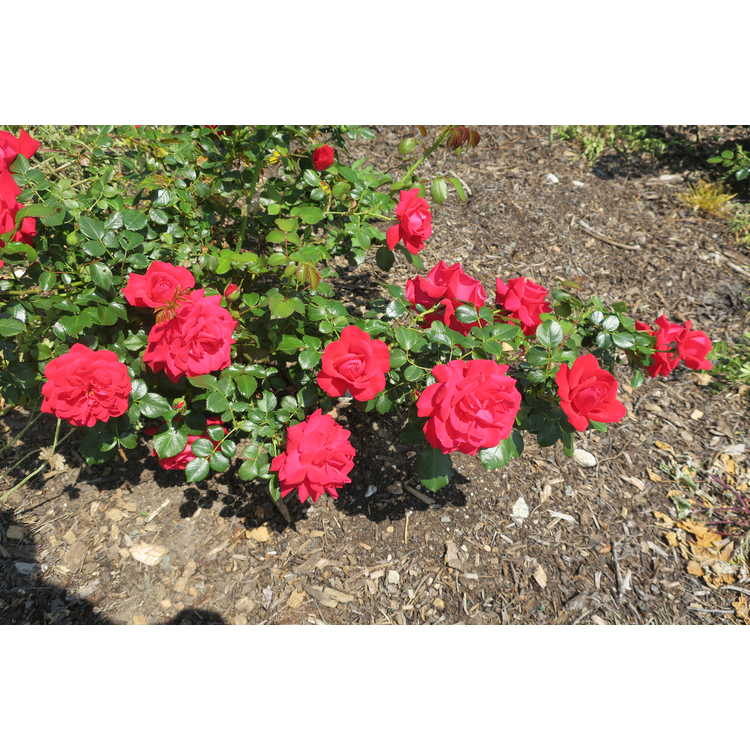 Rosa 'Baisuhe' - Easy Elegance Super Hero shrub rose