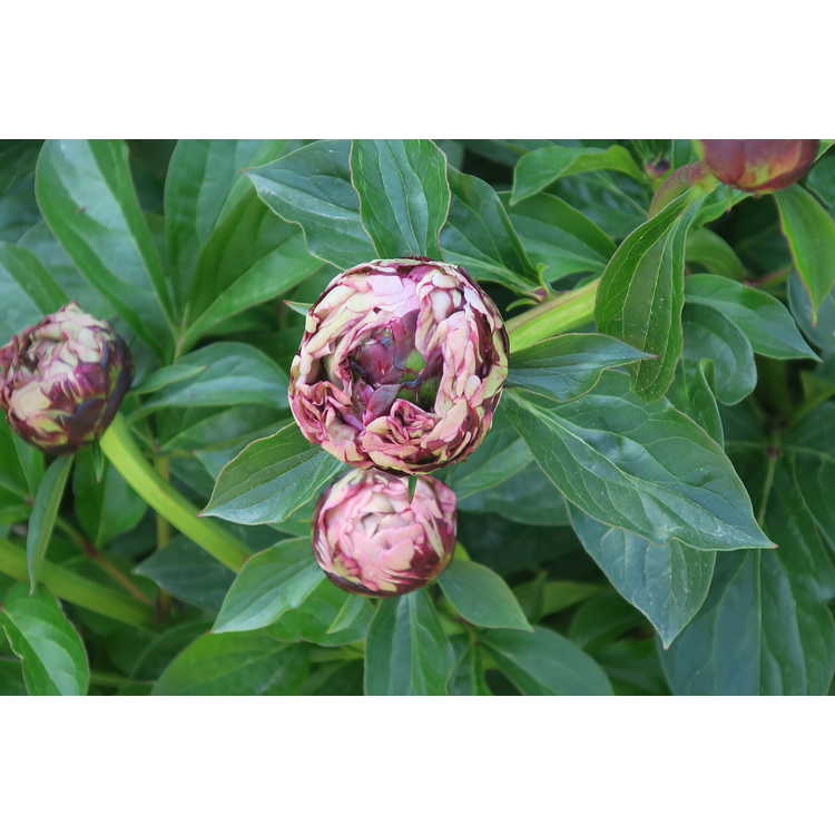 Paeonia 'The Fawn'