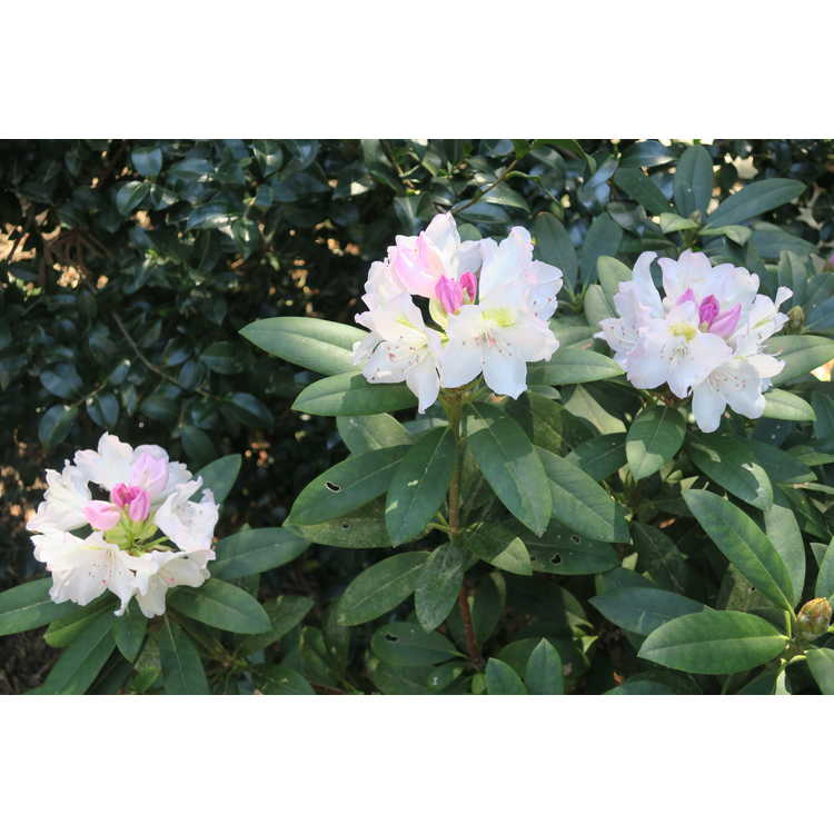 Rhododendron degronianum yakushimanum