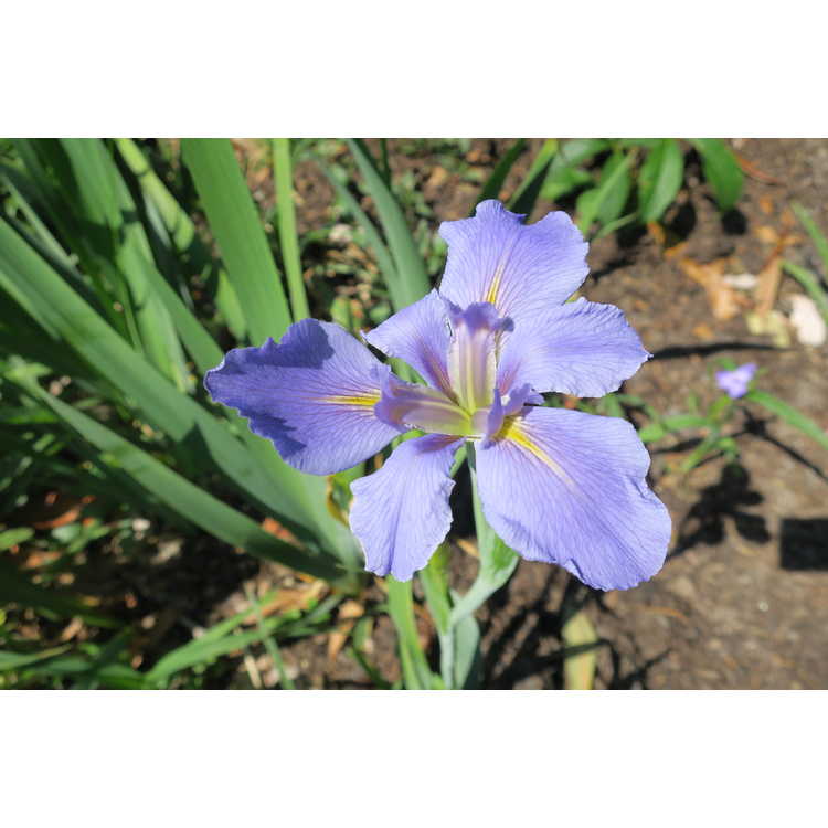 Iris Aeolian