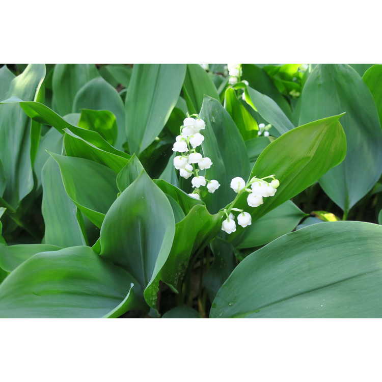 Convallaria majalis - lily of the valley