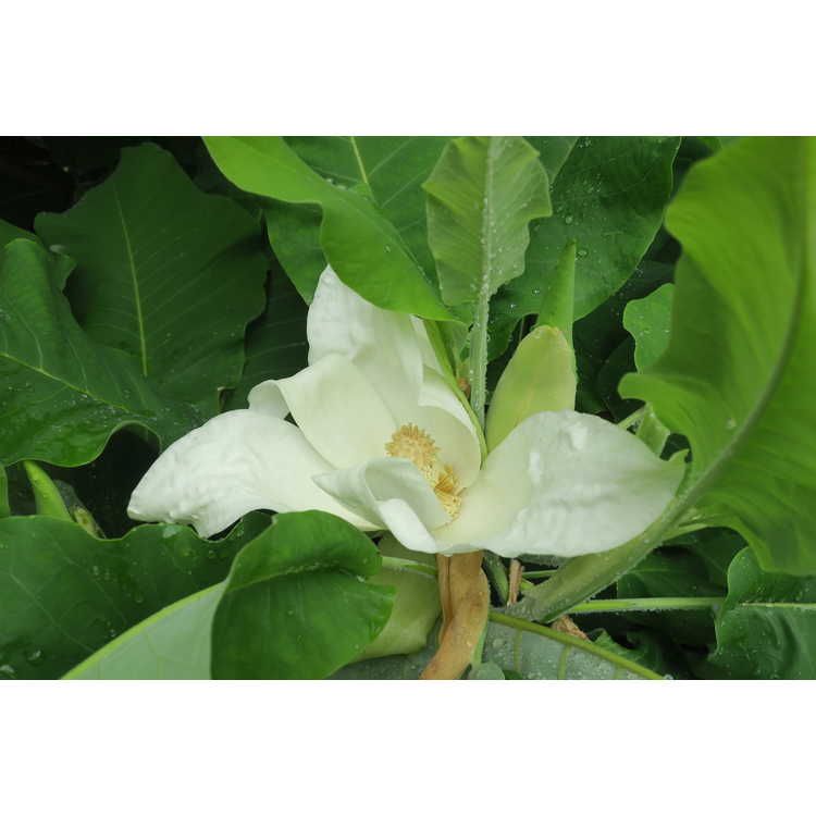Magnolia macrophylla pure white