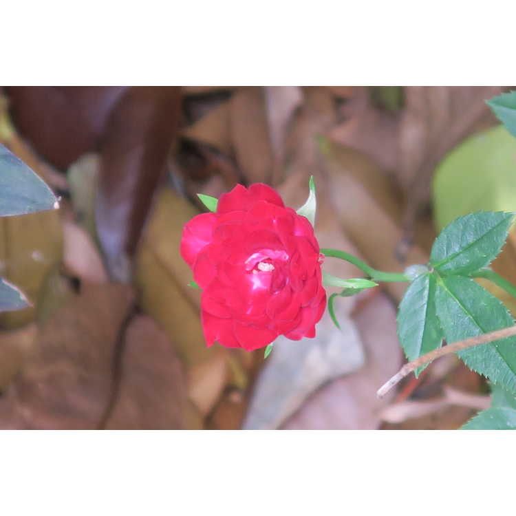Rosa Fryclimbdown Crimson Cascade