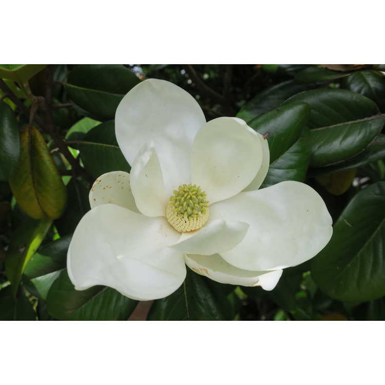 Magnolia grandiflora 'Southern Charm' - Teddy Bear Southern magnolia