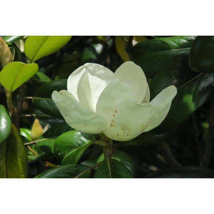 Magnolia grandiflora Southern Charm Teddy Bear