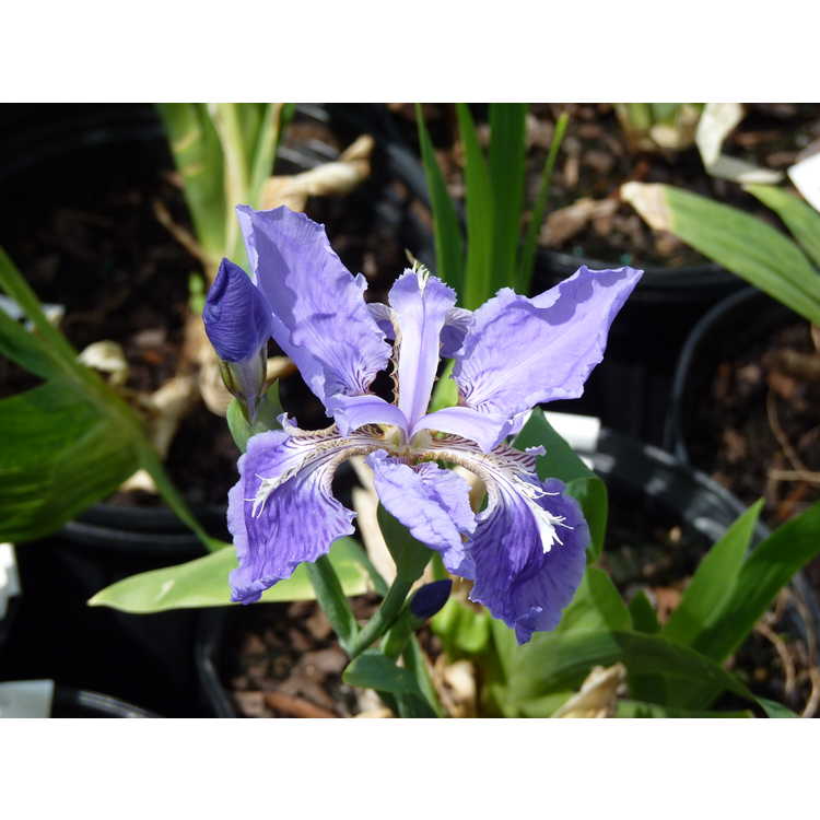Iris tectorum