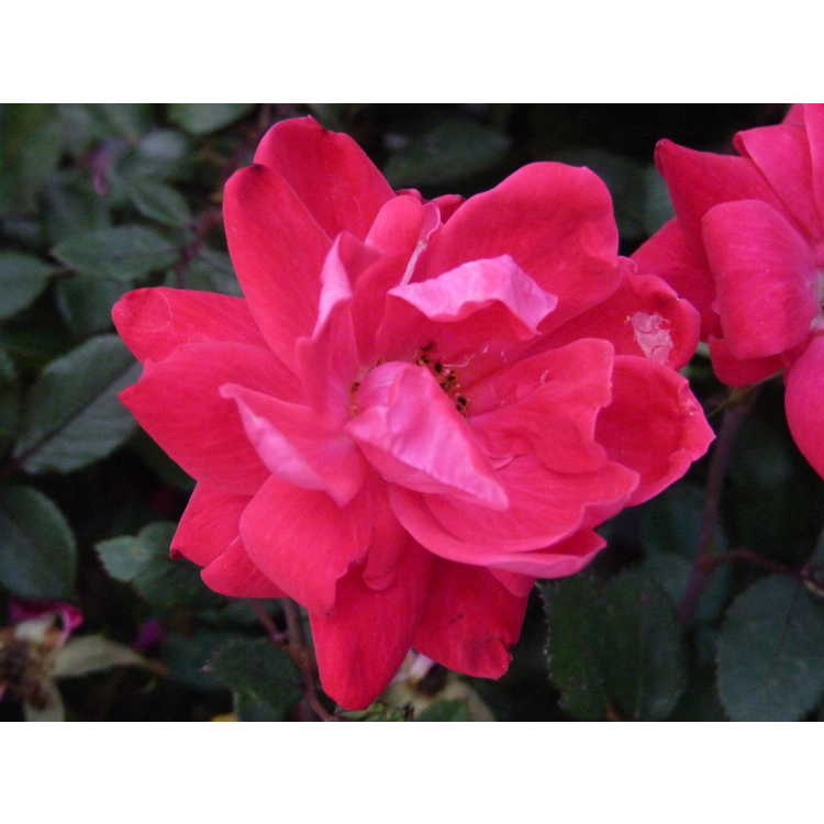Rosa 'Radtko' - Double Knock Out shrub rose