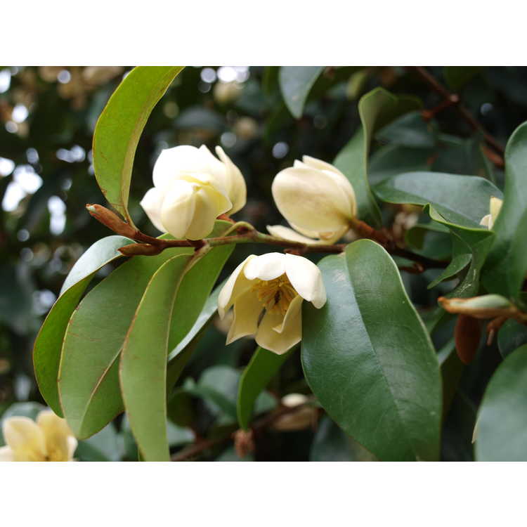 Magnolia 'Serendipity'