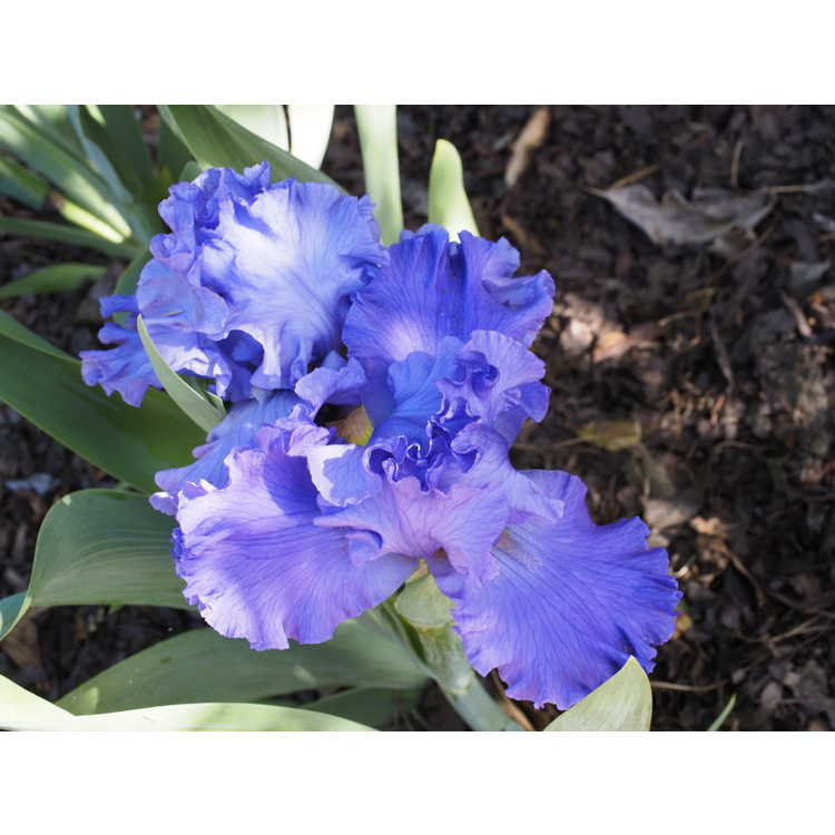<em>Iris</em> 'Pure Sapphire'