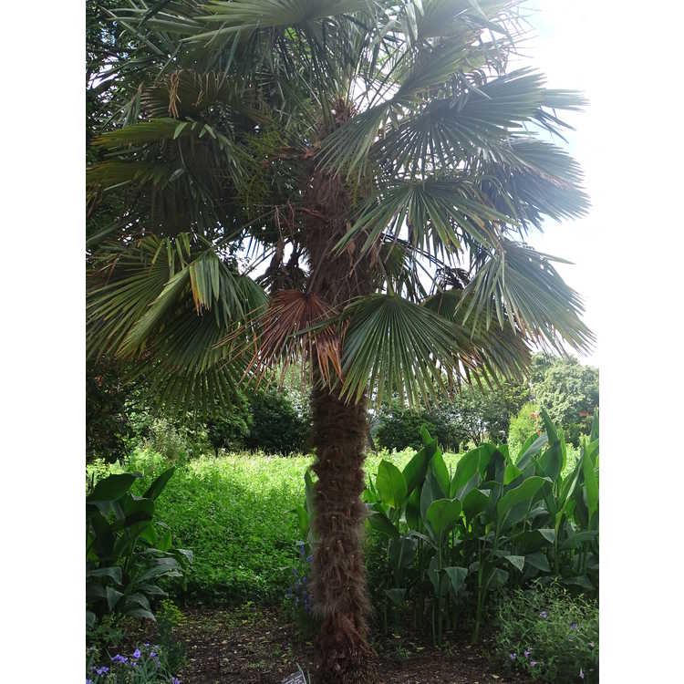 Trachycarpus fortunei 'Taylor's Hardy' - hardy windmill palm