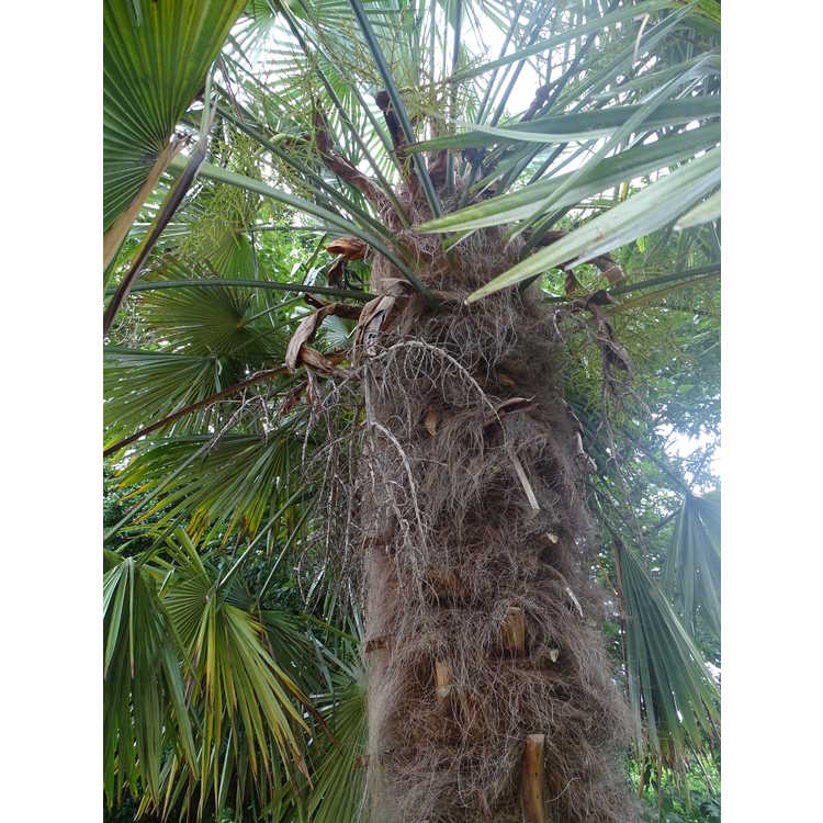 Trachycarpus fortunei 'Taylor's Hardy'
