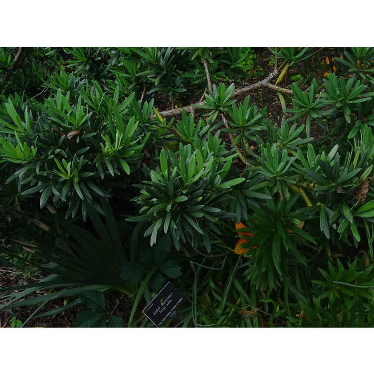 Verbascum chaixii - nettle-leaved mullein