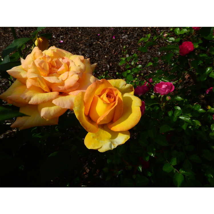 Gold Medal grandiflora rose