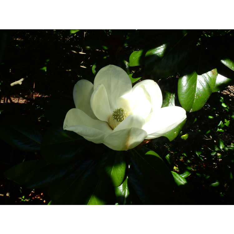 Teddy Bear Southern magnolia