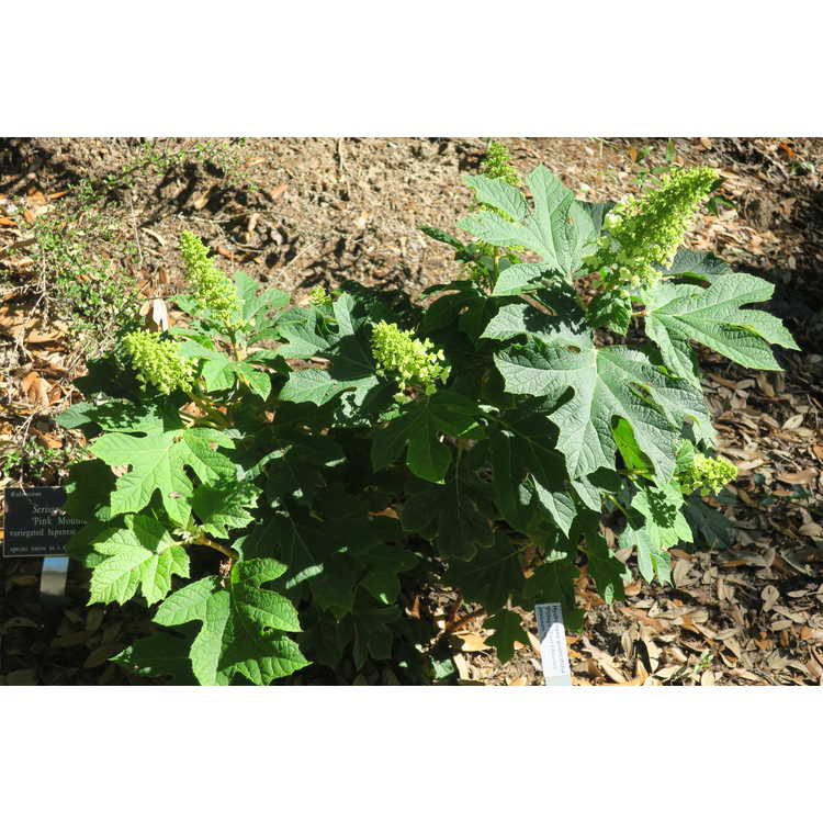 Hydrangea quercifolia 'PIIHQ-I' - Jetstream compact oakleaf hydrangea