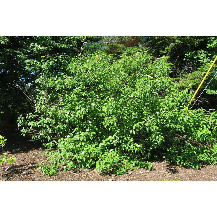 Cornus amomum subsp. obliqua - silky dogwood