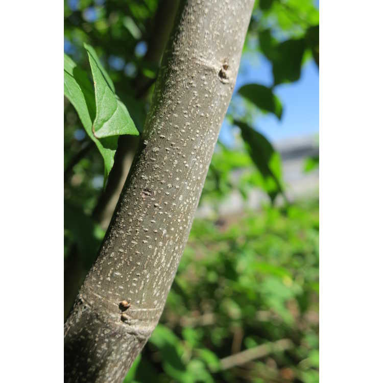 Cornus amomum subsp. obliqua - silky dogwood