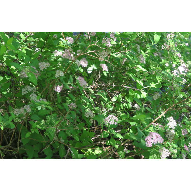 Spiraea japonica 'Thumbelina' - Japanese spirea