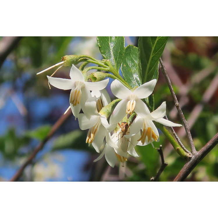 Styrax japonicus 'Lady Bell' - Japanese snowbell