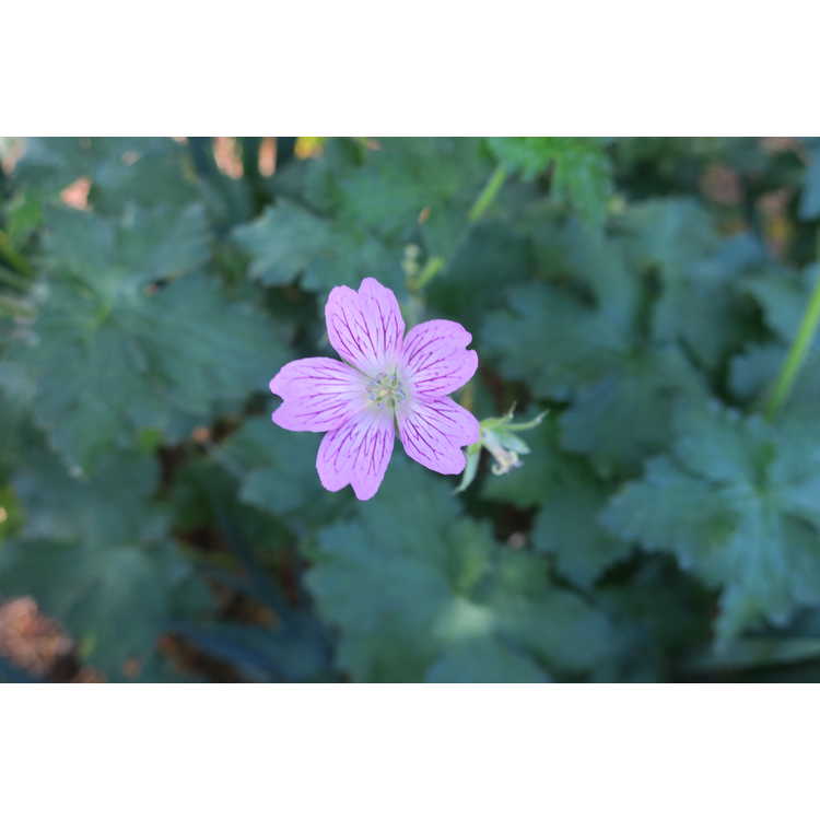 Geranium ×oxonianum - hardy geranium