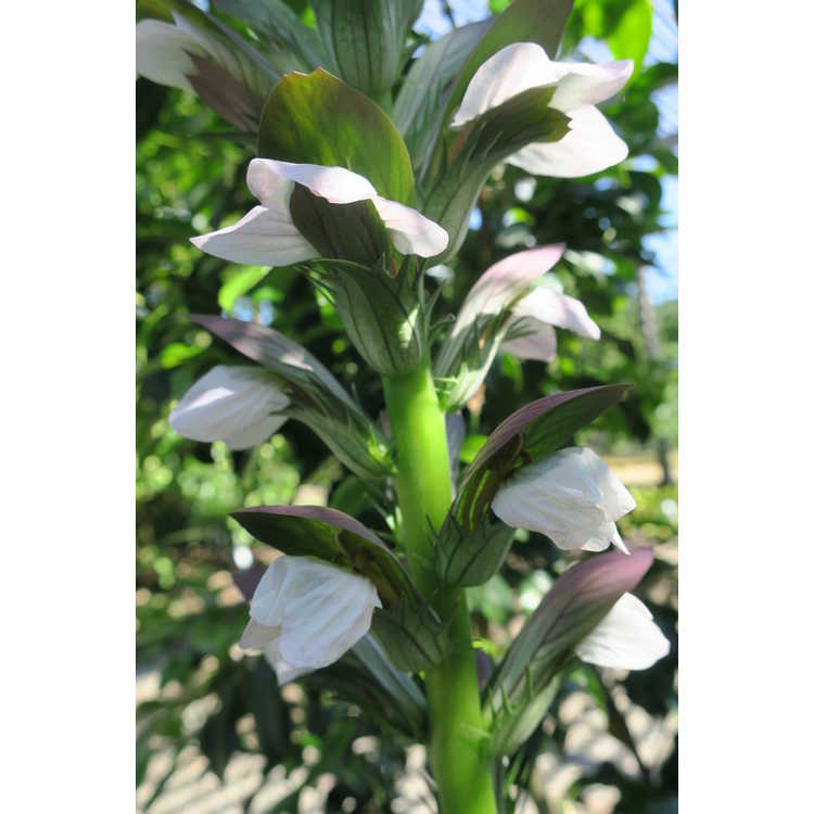 Acanthus 'Morning Candle'