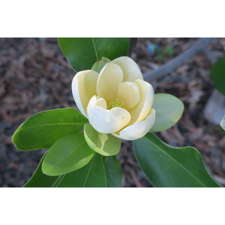 Magnolia virginiana 'Plena' - sweetbay magnolia