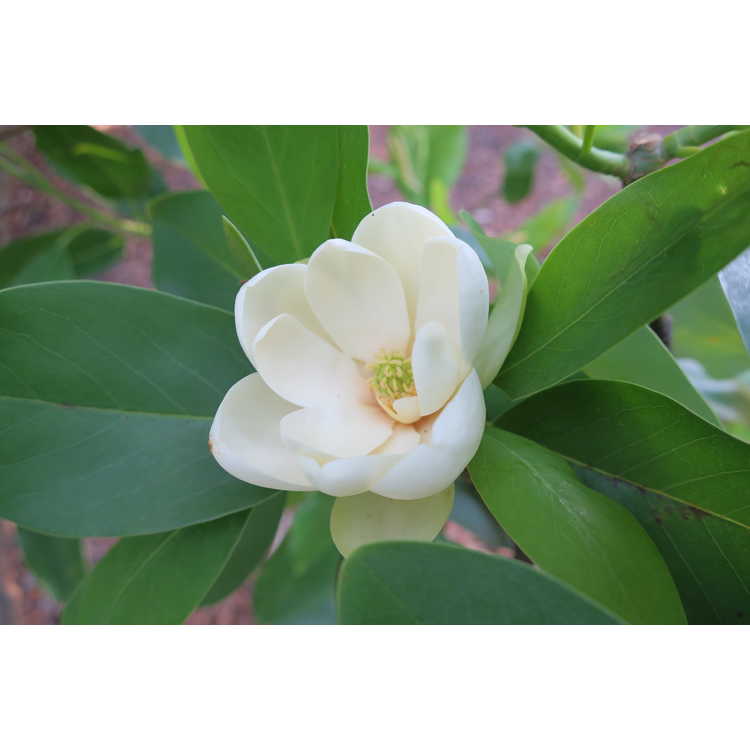 Magnolia virginiana 'Plena' - sweetbay magnolia