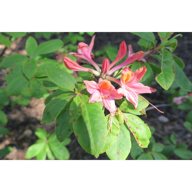Rhododendron 'Liz Colbert'