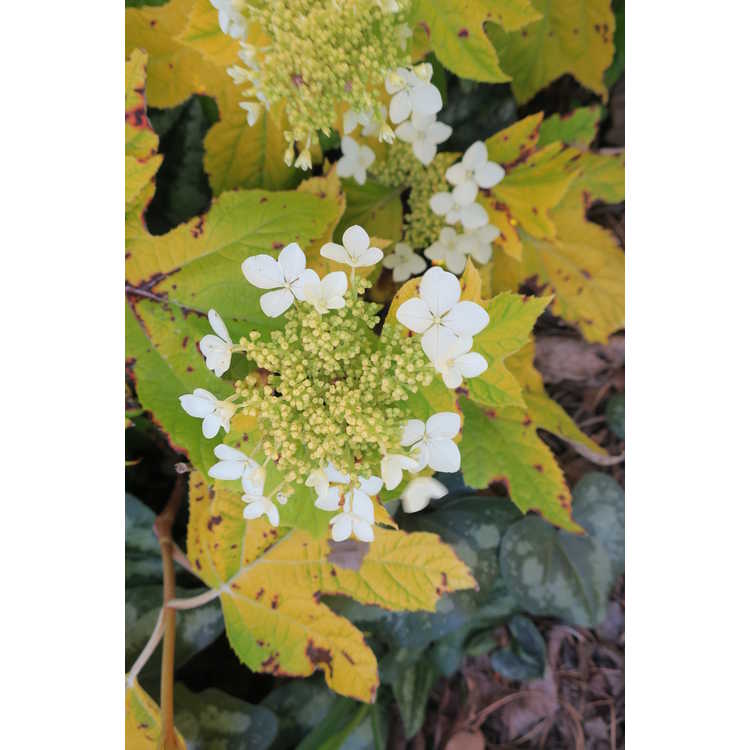 Hydrangea quercifolia 'Little Honey'