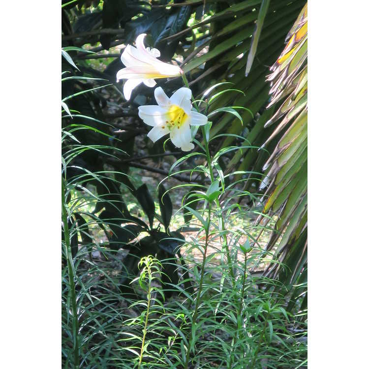 Lilium regale - regal lily