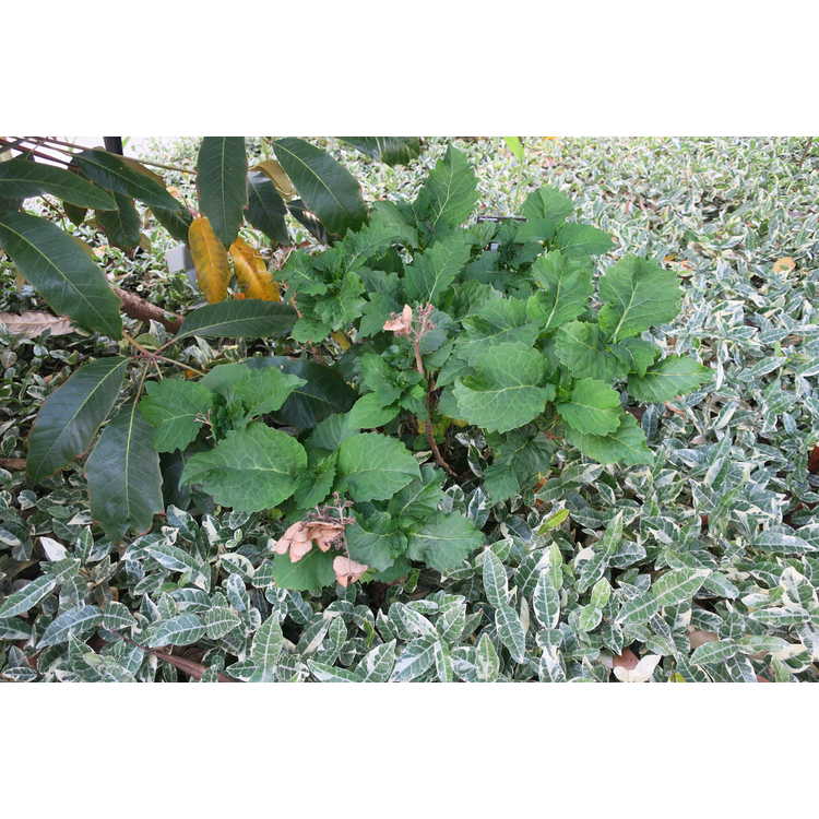Hydrangea macrophylla var. normalis 'Nickanyana' - bigleaf hydrangea