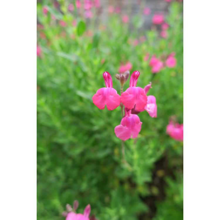 Salvia greggii (ex. 'Diane')