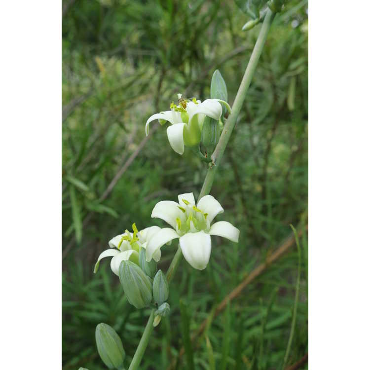 Hesperaloe funifera - false yucca