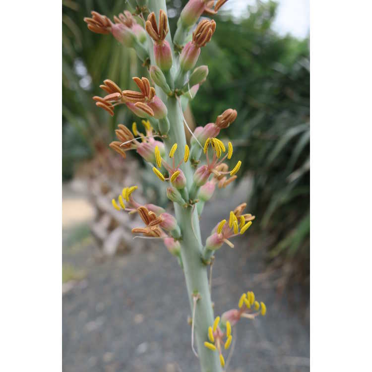 Agave parviflora - small-flowered agave