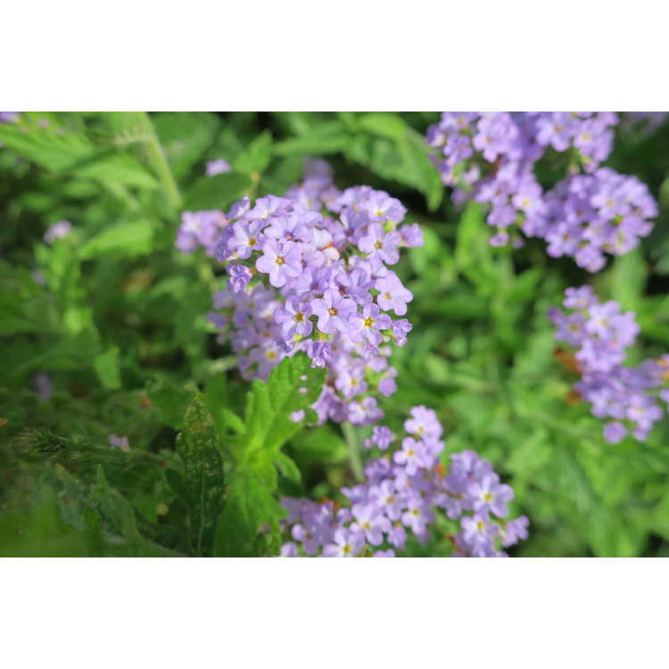 clasping heliotrope