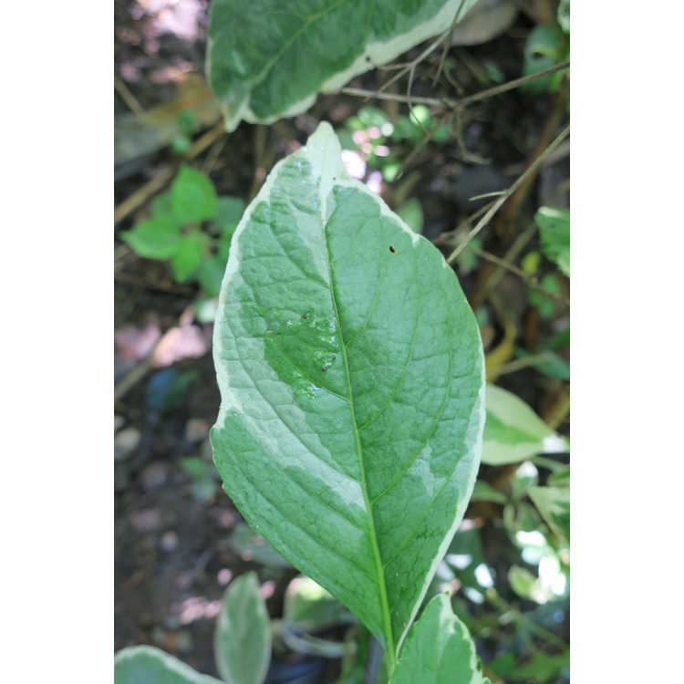 Hydrangea macrophylla 'Mariesii Variegata' - variegated French hydrangea
