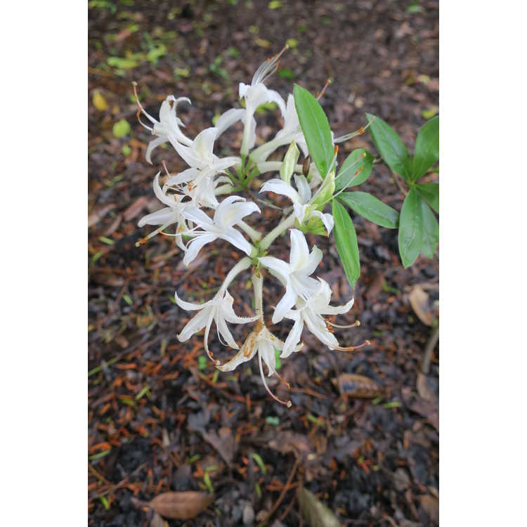 Rhododendron 'Summer Snowball' - Aromi hybrid azalea