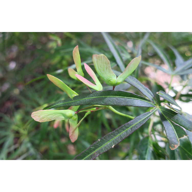 Acer palmatum 'Linearilobum' - green narrowleaf Japanese maple
