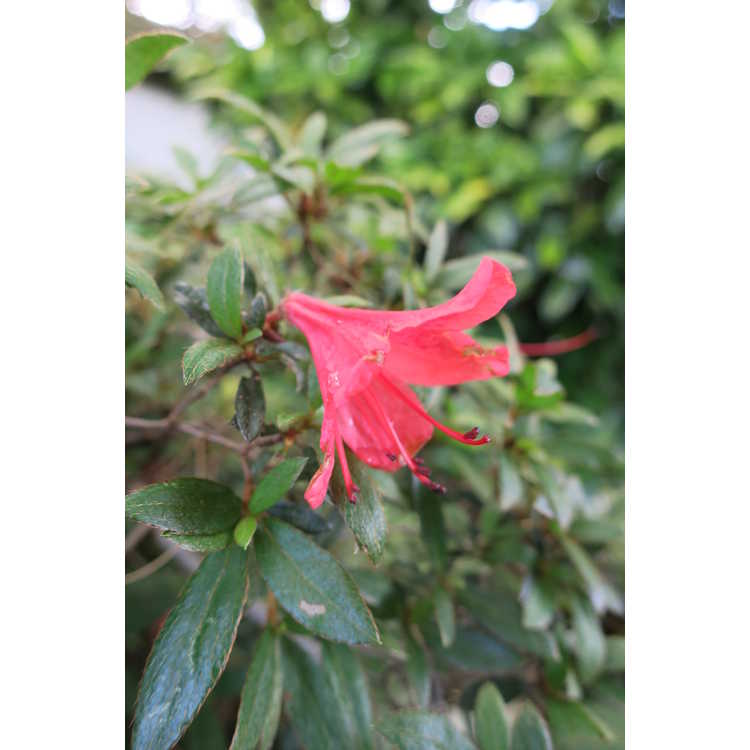 Rhododendron 'Alexander' - North Tisbury hybrid azalea