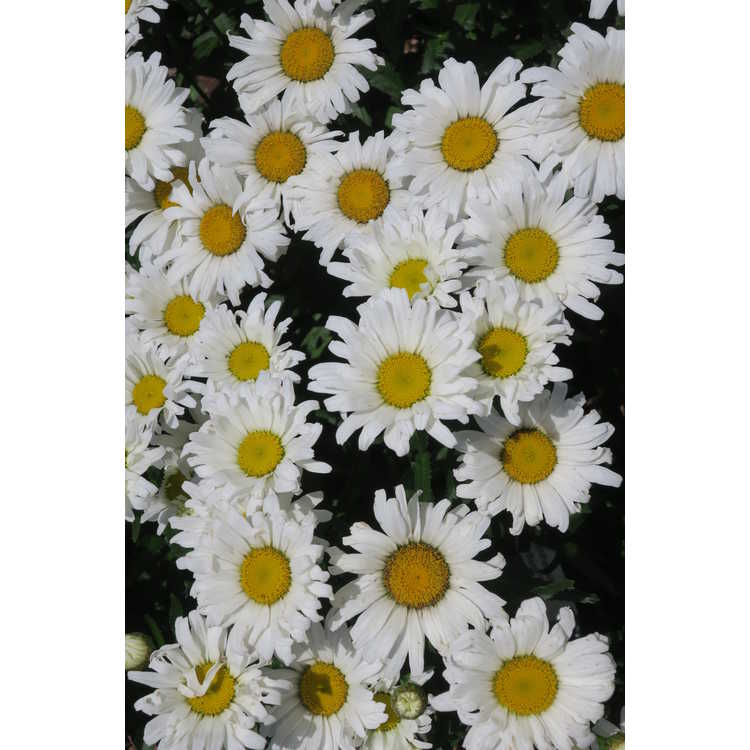 Leucanthemum ×superbum 'Daisy Duke'