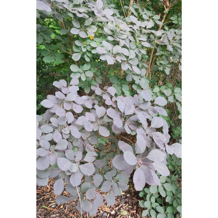 purple smokebush