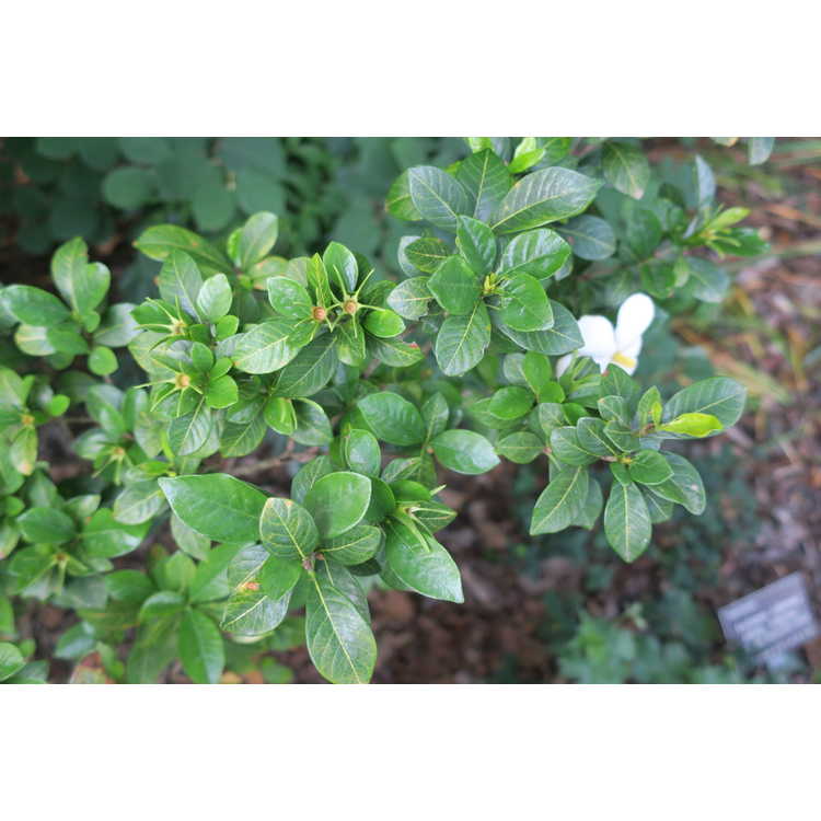 Gardenia jasminoides 'White Gem'