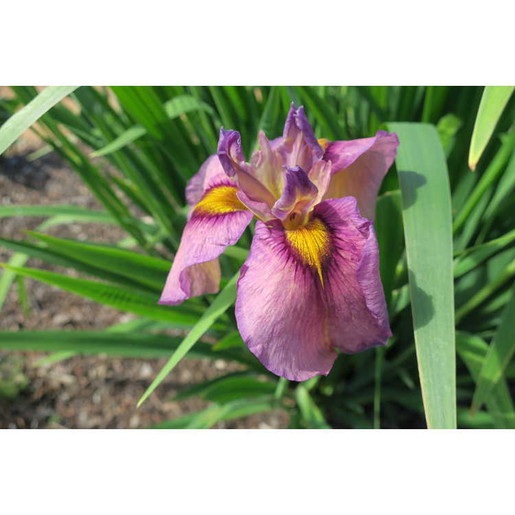 Iris 'Yasha' - pseudata iris
