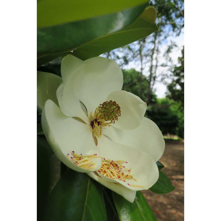 Magnolia grandiflora 'Goliath' - Southern magnolia